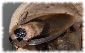 blaberus atropus